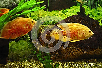 Golden fishes cichlasoma