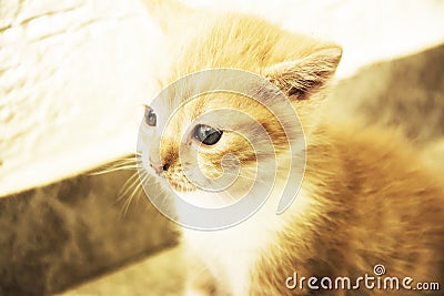 Golden kitten