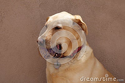 Golden labrador with a ball in her mouth