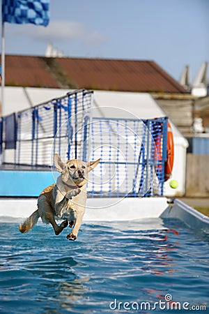 Golden Labrador jumping into a pool of water