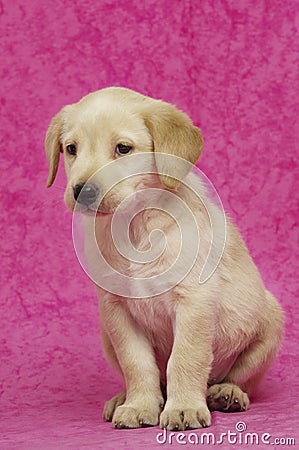 Golden Labrador Puppy