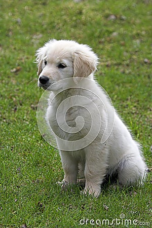 Golden Labrador Retriever