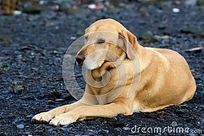 golden retriever bar golden labrador retriever laying on gravel bar in seward stock photo image 46091423 golden retriever bar golden labrador retriever laying on gravel bar in seward stock photo image 46091423