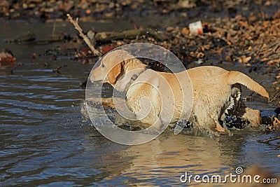 Golden Labrador Retriever