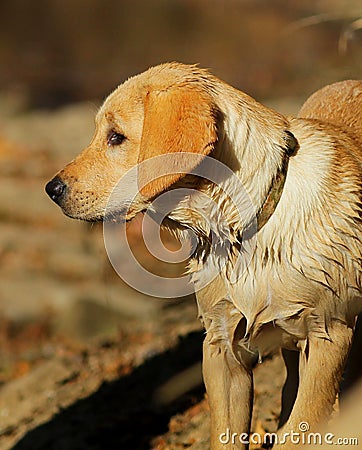 Golden Labrador Retriever