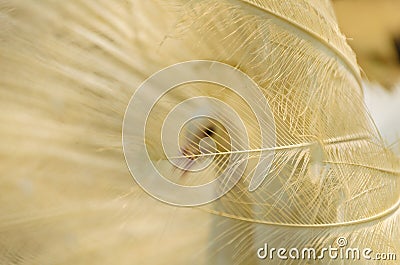 Golden peafowl tail-feathers