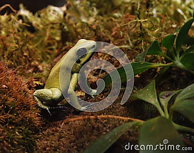 Golden Poison Dart Frog