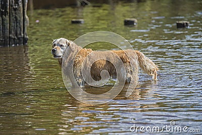 Golden retriever bathes in the sea