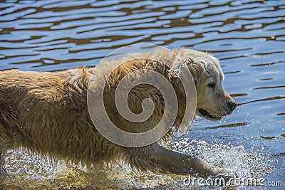 Golden retriever bathes in the sea