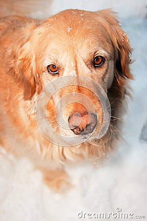 Golden Retriever