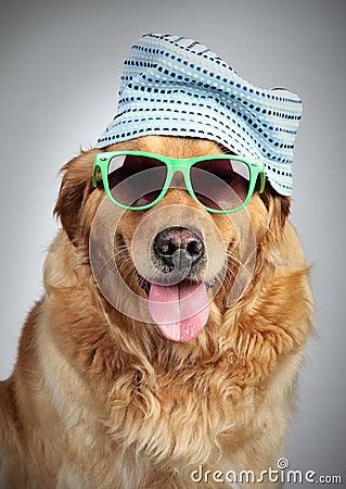 golden-retriever-cap-sunglasses-20922019.jpg