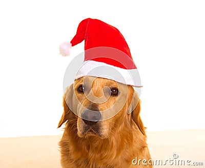 Golden retriever dog with chirstmas santa red hat