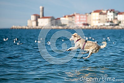 Golden Retriever dog jumping into sea