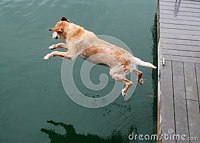 Golden Retriever Dog Jumps off Dock