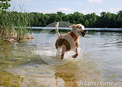 Golden Retriever Dog Running at the Lake