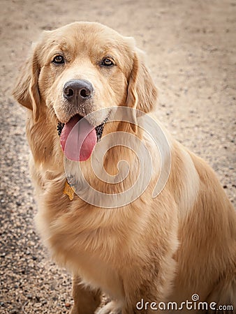 Golden Retriever Dog Sitting on a Path with Tongue Out