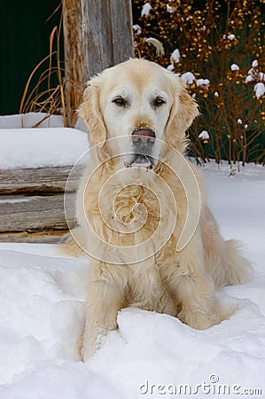 Golden Retriever Dog in Snow