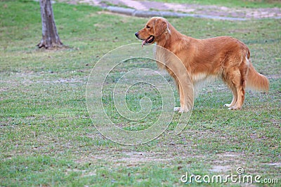 Golden retriever dog standing on garden field