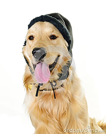 Golden retriever dog wearing winter hat