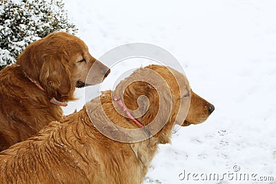 Golden Retriever dogs in snow