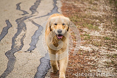 Golden retriever