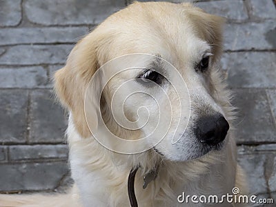 Golden retriever