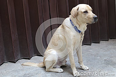 Golden Retriever Labrador
