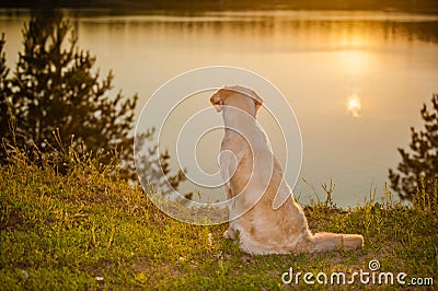Golden retriever on the lake