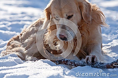 The Golden Retriever lies in snow