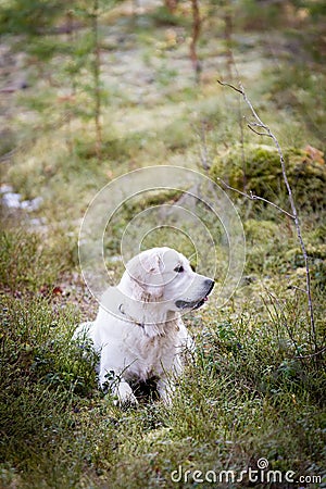 Golden Retriever lying in the Forest