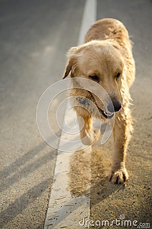 Golden Retriever, nine months old,Golden Retriever Portrait