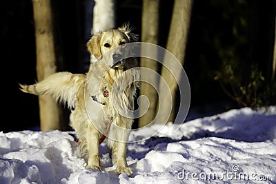 Golden Retriever Outdoors Winter