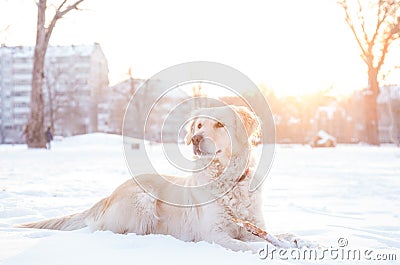 Golden Retriever playing outside in snow