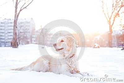 Golden Retriever playing outside in snow