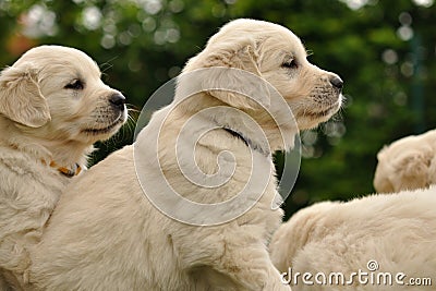 Golden retriever puppies from side