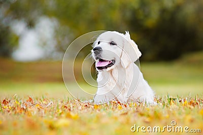 Golden retriever puppy autumn portrait