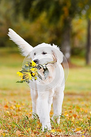 Golden retriever puppy carrying a flower bouquet