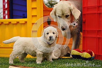 Golden retriever puppy with his mother and toys