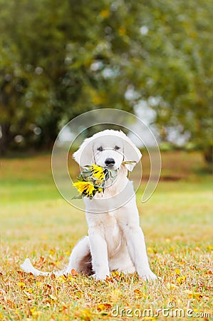 Golden retriever puppy holding a flower bouquet