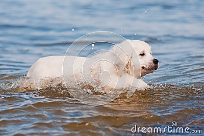 Golden retriever puppy learns how to swim