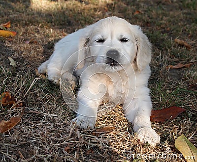 Golden retriever puppy