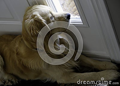 Golden Retriever - Separation Anxiety