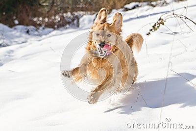 Golden Retriever in the Snow