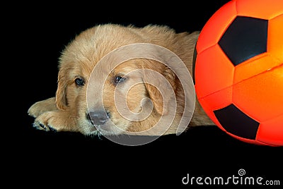 Golden retriever with soccer ball