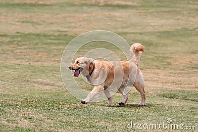 Golden retriever standing