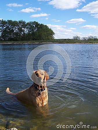 Golden Retriever standing in lake water