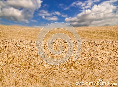 Golden wheat field and blue sky in the distance