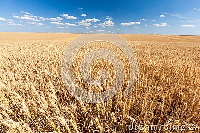 Golden wheat field ready for harvest with blue sky