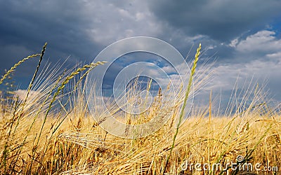 Golden wheat field with stormy sky