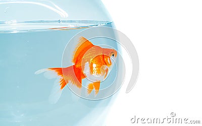 Goldfish in the bowl
